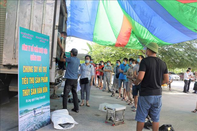 Công ty cổ phần Nhiệt điện Quảng Ninh hỗ trợ tiêu thụ 3 tấn cá song Vân Đồn